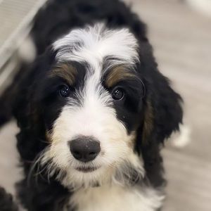 Meet your Posher, Natasha